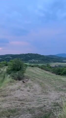 The video presents a wide shot of a rural landscape at twilight. The sky above is overcast with soft blue and purple hues. In the foreground, there is a field of mostly cut, dry grass, with patches of greener, taller grass and weeds on the right side. The camera slowly pans right, revealing a small, rectangular hay bale in the mid-right foreground. Beyond the immediate field, the terrain consists of rolling hills covered in a mix of light green fields and dark green clusters of trees and bushes. In the distance, several layers of darker, forested hills extend across the horizon under the twilight sky. No people are visible.