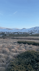 Spring crocuses bloom near Sofia amid snow-capped mountain backdrop