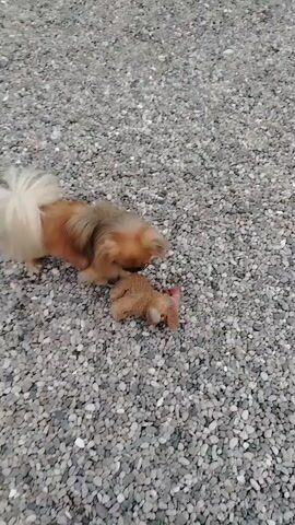 A small fluffy dog with tan and brown fur is playing with a stuffed toy on a gravelly surface. The dog nudges the toy with its nose and then looks at the camera, panting with its tongue out. The toy is brown and appears to be a small animal. The background is out of focus and consists of more gravel.