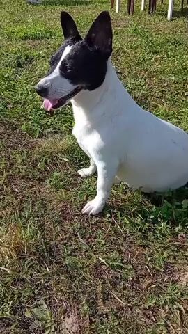 A medium shot shows a small black and white dog sitting on a patch of grass. The dog is facing left, with its tongue hanging out. The dog's fur is short and appears to be clean. The grass is dry and sparse in some areas, with some taller blades of grass scattered throughout. In the background, there are several wooden chairs and a table, suggesting an outdoor seating area. The lighting suggests it is daytime, with the sun casting shadows. The overall environment appears to be a backyard or a garden.
