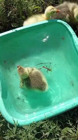 The video shows a bright green plastic tub filled with water. A small, fluffy gosling is swimming in the tub. The gosling is mostly brown and yellow. It dips its head underwater and then comes back up. Another gosling, entirely yellow, is visible in the background, outside the tub. The tub is placed on the ground amongst green grass and some dry twigs. The sunlight appears bright.