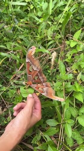 Atlas moth up close in Karon, Thailand