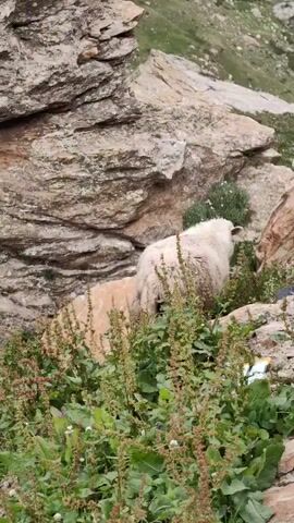 The video shows a flock of sheep grazing on a rocky, mountainous terrain. The sheep are mostly white with some brown ones scattered throughout the flock. The terrain is steep and covered with grass and rocks. The sky is overcast, and the lighting is somewhat dim. There are power lines visible in the background. Some of the sheep are facing away from the camera, while others are partially visible. The overall impression is one of a remote and natural landscape where the sheep are freely roaming.