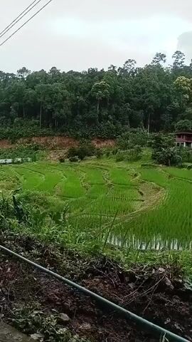 The video shows a terraced rice paddy field with lush green rice plants. Several traditional houses with red roofs and wooden walls are visible in the background, nestled amidst dense green trees on a hillside. The sky is overcast with clouds, suggesting a potentially rainy or humid climate. The foreground is filled with dark soil and some green vegetation.