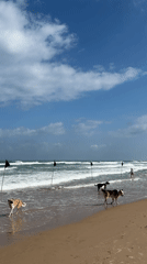 Four dogs play along Tel Aviv beach on sunny morning