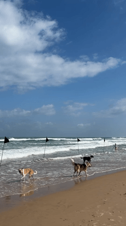 Four dogs play along Tel Aviv beach on sunny morning