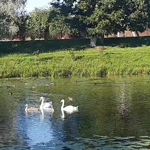 The video shows a body of water with several birds, including swans and ducks. A group of swans, including at least two adult swans and one cygnet, are swimming in the foreground. There are numerous ducks scattered across the water. The background features a grassy embankment with trees and foliage. The water appears calm with reflections of the sky and surrounding vegetation. The lighting suggests it is daytime, likely sunny.