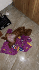 Brown poodle relaxes on cartoon blanket in Vietnam home