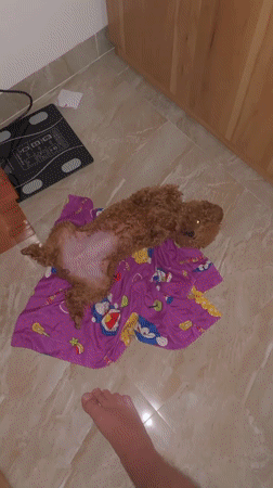 Brown poodle relaxes on cartoon blanket in Vietnam home