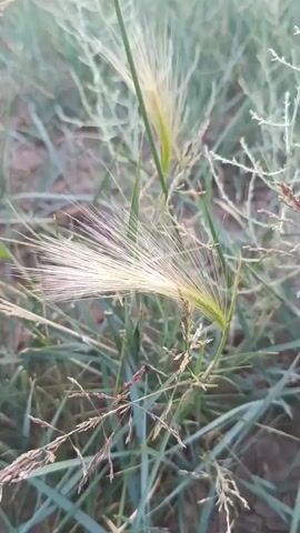 This is a close-up video of Foxtail grass, also known as squirrel tail grass, swaying gently in the breeze. The focus is on the feathery seed heads, which are a pale yellow and white, set against a background of green grass and dry, brown stems. The lighting suggests it might be early morning or late afternoon, with a soft, diffused light that creates a slightly hazy effect. The grass appears to be in a natural, outdoor setting, possibly a field or roadside, given the mix of green and dry vegetation. There are no people or man-made objects visible, making the focus purely on the natural elements. The overall mood is peaceful and serene, highlighting the delicate beauty of the wild grass. The location is identified as Қараөткел, Kazakhstan.