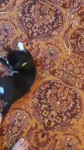 The video shows a black and white cat lying on an orange and brown patterned rug. The cat is mostly black with white paws and a white stripe on its chest. The cat is initially lying on its side, then rolls over and stretches. Two bare feet are visible in the bottom left corner of the frame, near the cat. A thin, dark cord runs across the top of the rug.