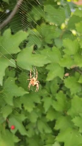 A spider sits in the center of its web, which is strung between green leaves. The spider is light brown and appears to be an orb-weaver. The background is blurred green foliage and hints of red berries. The spider occasionally twitches its legs.