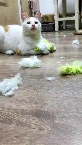 A white cat with orange patches is lying on a wooden floor, playing with a pile of fluffy white and green stuffing. The cat is holding a large clump of the stuffing with its paws. More pieces of white and green stuffing are scattered on the floor around the cat, suggesting it has torn apart a toy. In the background, there is a wooden structure that looks like a chair or stool, and a piece of cloth is hanging on something in the distant background. The setting appears to be indoors.