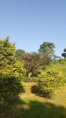 The video displays a sunlit outdoor scene with a clear blue sky. In the foreground, on the left, is a large evergreen tree with bright green foliage. To the right of the evergreen, and slightly in front of it, is a smaller, bushier green plant. In the center of the frame, a tree with darker green leaves and clusters of red flowers is visible. Behind the central tree, on a slight incline, is another large evergreen tree. The ground is covered in green grass with some areas of dry, yellowed grass and patches of sunlight and shadow. The overall impression is a tranquil, natural landscape.