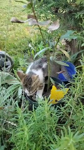 A young kitten with grey tabby and white markings is exploring in a garden. The kitten is in a potted plant, partially surrounded by lush green foliage. Its front paws are in the soil of the pot. In the background, there is a grassy area, some other plants, and a blue object. A yellow butterfly decoration is also visible near the kitten. The kitten looks directly at the camera with an inquisitive expression. The scene appears to be outdoors during the daytime, with natural lighting. The setting is a garden in Greece. There is no visible text in the media file.