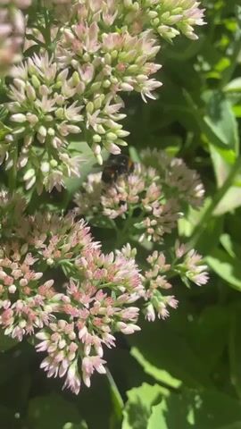 A close-up video shows a bumblebee feeding on a cluster of pink and white flowers. The bee is black and yellow and appears to be covered in pollen. The flowers are small and clustered together, with a light pink hue. The background is blurred green foliage. The video is shot in natural light.