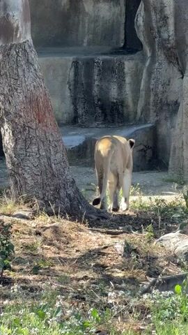 A lioness is seen from behind, walking in a zoo enclosure. She is light-colored and appears to be sniffing the ground as she moves. The enclosure has rocky walls and a dirt floor with some vegetation. The lioness is the only animal visible in the frame.