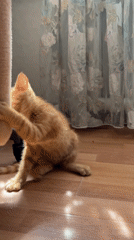 Almaty resident documents morning cat watching session across courtyards