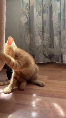 Almaty resident documents morning cat watching session across courtyards