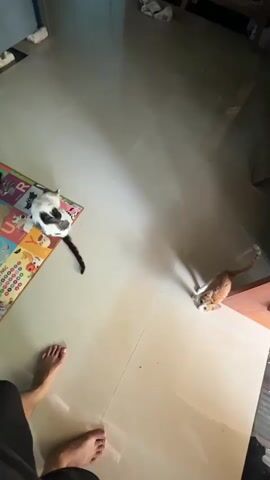 The video shows two cats and a pair of human feet on a tiled floor. The cat on the left is black and white and is sitting on a colorful mat. The cat on the right is orange and white and is standing near a wooden structure. The human feet are bare and are positioned in the foreground of the video, facing away from the camera. The lighting suggests it is daytime, with sunlight streaming in and creating shadows on the floor. The environment appears to be indoors, possibly a home.