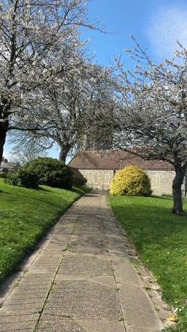 The video depicts a stone path leading towards a building, likely a church, situated on a grassy lawn under a blue sky with scattered clouds. Two flowering trees frame the path, their white blossoms in full bloom.  A small, rounded green shrub is to the left of the path, while a similar, rounded yellow shrub is on the right. Tombstones are visible in the grass near the building.  The building is made of stone with a red tile roof and narrow windows. The video is shot at eye-level, moving slightly.