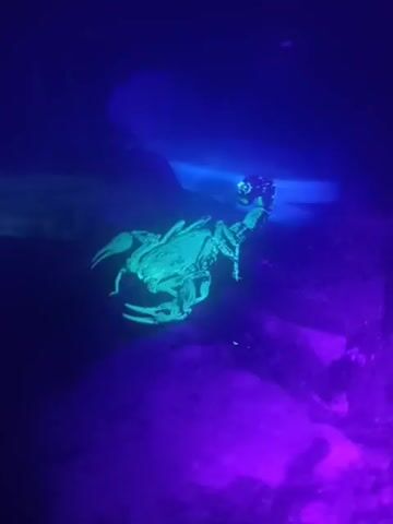 A scorpion glows a bright blue-green under a blacklight. The scorpion is positioned horizontally, facing towards the right side of the frame, with its tail curved upwards over its body. Its claws are extended forward. The surrounding environment is dark, with purple and blue light illuminating the scene. The texture of the ground appears rough and uneven.