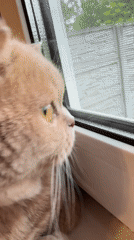 Ginger Cat's Quiet Afternoon at Home Captured in Memories