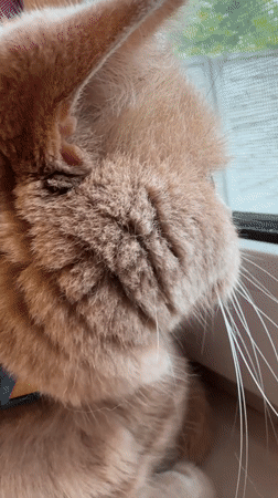 Ginger Cat's Quiet Afternoon at Home Captured in Memories