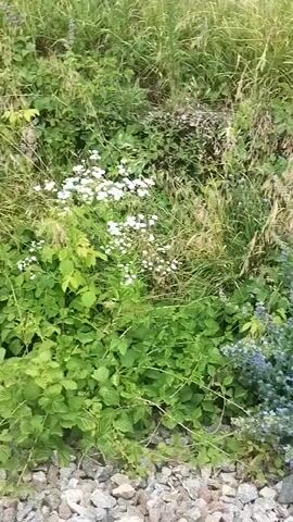 The video shows a close-up, panning shot of a dense collection of plants and gravel at ground level. The plants are a mix of green foliage, tall dry grasses, small white flowers, and clusters of small blue flowers. A white butterfly is visible on the blue flowers for a brief moment. The ground is covered with grey and white gravel. The lighting suggests it is daytime, possibly overcast or early morning/late evening due to the soft light and lack of harsh shadows. The camera is held steady as it pans slowly from left to right, focusing on the textures and colors of the vegetation and ground cover.