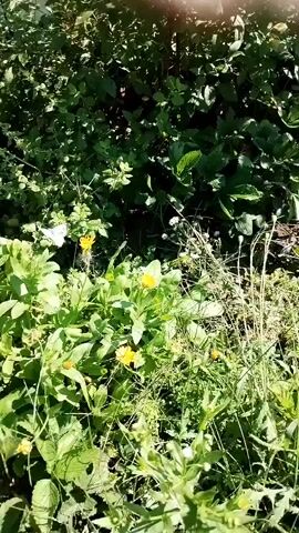The video shows an overgrown garden area. In the foreground, there are green leafy plants with some small yellow flowers. In the middle ground, there is a white rectangular planter box filled with soil. Behind the planter, there is dense green foliage. Further in the background, a brick building with windows is visible. The sun appears to be shining, casting light on the scene. The camera pans slowly from left to right, providing a wide view of the garden.