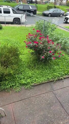 A short video shows a residential street scene. In the foreground, a concrete sidewalk with a slight upward slope leads to a patch of grass. Beyond the grass is a chain-link fence. Behind the fence, a rose bush with vibrant pink flowers is prominently displayed. To the left of the rose bush is a smaller, darker green bush. In the background, several parked cars are visible, including a white SUV, a black SUV, and a gray sedan. Houses with multiple stories are situated behind the cars. The overall impression is of a somewhat overgrown yard in a suburban or urban residential area.