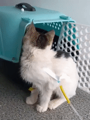 Cat rests in carrier near medical equipment in Nairobi