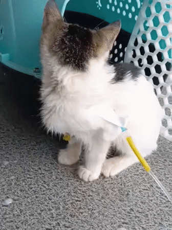 Cat rests in carrier near medical equipment in Nairobi