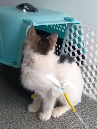 Cat rests in carrier near medical equipment in Nairobi