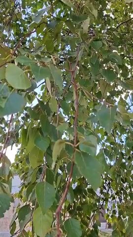 The video shows a close-up view of a tree with green leaves. The camera is looking up through the branches and leaves towards the sky. Sunlight filters through the leaves, creating a dappled effect. The leaves are triangular or ovate in shape with serrated edges. The branches are thin and brown, some of them are hanging down. There is a slight breeze, causing the leaves to sway gently. In the background, glimpses of blue sky are visible, and some blurry white shapes, possibly buildings or fences, can be seen at the edges of the frame. The video is shot from a low angle, emphasizing the height and density of the tree. The overall impression is one of a peaceful outdoor scene, likely during the daytime.