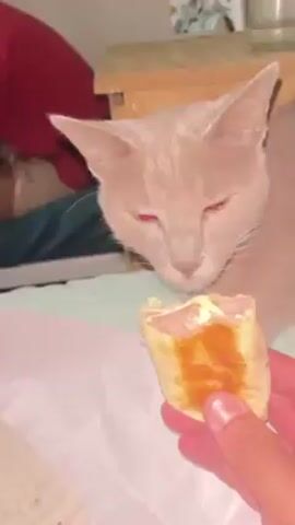 The video shows a person holding a half-eaten sandwich, possibly a panini, in their hand. A grey cat with glowing red eyes stares intently at the sandwich. The cat is on a bed with a teal blanket, with a wooden nightstand nearby. The person is wearing a red shirt. The lighting is dim and the overall scene is somewhat dark.