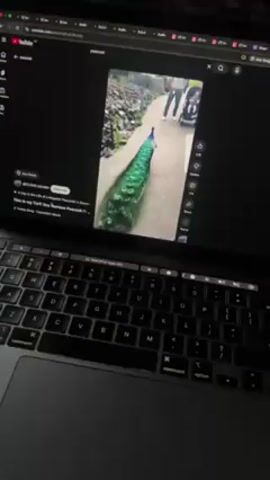 A laptop screen shows a YouTube video of a peacock walking on a path. Behind the peacock are people and a baby in a stroller. The path is lined with grass and rocks. The YouTube search bar shows the word "peacock."