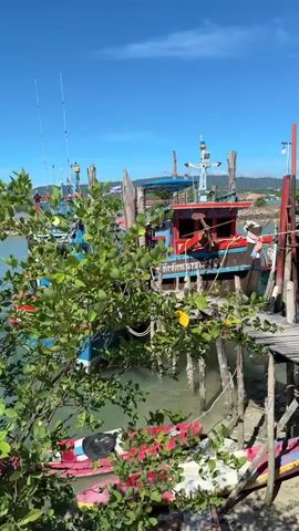 A video shows several fishing boats docked near a wooden pier under a clear blue sky. In the foreground, lush green foliage partially obscures the view of two kayaks, one red and white, and another predominantly red, resting on the shore. The boats are colorful, with the closest one being blue and white and the one behind it featuring red and brown accents. The wooden pier is aged and weathered, with several support pilings visible in the water. The water appears calm and reflects the blue sky. In the background, distant hills or mountains can be seen under the bright sunlight. No people are visible in the video, and there are no obvious actions or interactions occurring. The scene is static and peaceful.