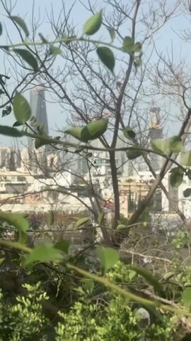 The video shows a view of a city skyline through a dense bush and tree branches. The cityscape is in the background, and several tall buildings are visible, including one under construction with a crane on top. The foreground consists of green foliage and the bare branches of a tree, creating a framed perspective of the urban scene. The sky is light blue, suggesting a clear day. The camera appears stable, and there is no audible sound in the provided context.