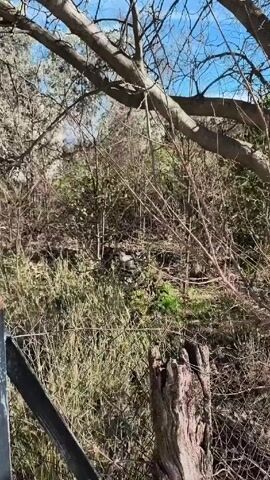The video shows a field with a chain-link fence in the foreground. Through the fence, there is overgrown vegetation and leafless trees. A white cat is visible in the middle of the field, amidst the trees. The sky is blue and sunny. The camera zooms in slightly on the cat.