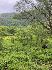 Rural countryside documented with grazing cattle under cloudy skies