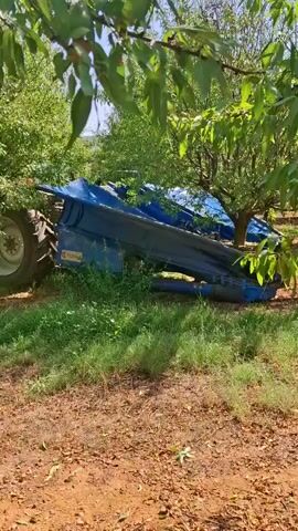 A blue harvesting machine is parked on a grassy area beneath leafy trees. The machine has a large hopper that is partially lowered and appears to be made of dark, possibly black, fabric stretched over a frame. A portion of a tractor with a large wheel is visible to the left of the machine. The ground is covered in dry leaves and dirt. The overall scene suggests an agricultural setting, likely an orchard.