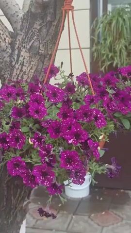 This media file captures a serene outdoor scene, likely in Novy Urengoy, Russia, with a focus on hanging flower baskets. The setting appears to be a residential exterior, possibly a porch or garden area, with a building visible in the background.

The primary subjects are several colorful hanging flower baskets overflowing with vibrant petunias. One basket features deep purple petunias with white speckles, another showcases pale yellow petunias, and a third displays bright pink petunias. The flowers are lush and healthy, suggesting a pleasant growing season.

The baskets are suspended from what appears to be a tree trunk and possibly other overhead structures, adding a natural element to the arrangement. In the background, the building has light-colored siding and a dark trim. There are also glimpses of other greenery, including what looks like long, trailing plants in pots. An air conditioning unit is visible on the exterior wall of the building.

The overall atmosphere is tranquil and suggests a peaceful moment, possibly early morning or late afternoon, given the soft lighting. The presence of water droplets on the purple petunias indicates recent rain or watering, contributing to a fresh and revitalized feel. No people are visible in the media file. There is no visible text in the media file.