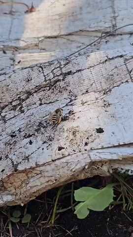 A bee with yellow and black stripes is crawling on a weathered white surface, possibly wood. The surface has cracks and dark specks. Below the surface is green grass and dark soil. The bee has yellow pollen on its hind legs. The lighting suggests it is daytime.