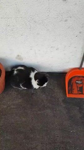 A black and white cat is sitting on the ground next to a light gray wall. An orange flower pot is on the left side of the cat, and a similar orange object is on the right side. The cat opens its eyes, closes them again, and then opens them once more.