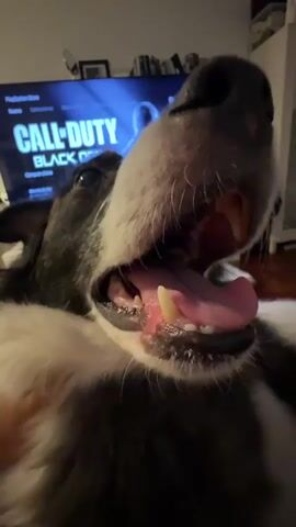 The video is a close-up, POV shot of a dog's face as it yawns. The dog is black and white with its mouth wide open, revealing its tongue and teeth. In the background, a television screen displays the Call of Duty Black Ops logo. The environment appears to be indoors, possibly a living room, with furniture and shelves visible. The lighting is dim.