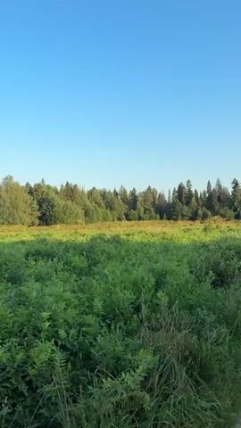 The video shows a dirt path winding through a grassy field with a dense forest in the background under a clear blue sky. The path appears to be recently used, with visible tire tracks in the muddy sections. The vegetation is lush and green, suggesting a summer or late spring setting. The camera appears to be moving forward along the path, offering a continuous view of the landscape. There are no people or animals visible in the frame.