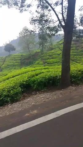 The video shows a dynamic scene likely captured from a moving vehicle. The initial frames reveal a lush, green tea plantation terraced on a hillside under a bright, overcast sky. Tall, thin trees dot the landscape, and power lines are visible stretching across the frame. As the video progresses, the viewpoint shifts, offering glimpses of a dirt path and the rear of a black scooter parked on it. Further along, a small roadside stall with a blue tarp roof comes into view, displaying various items. The presence of more scooters and what appear to be people behind the stall suggests a stop or a gathering point. The scene transitions to show the stall from a different angle, with a blue helmet on a scooter in the foreground. The video concludes with a broader view of the stall and the surrounding area.