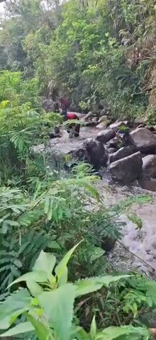 A group of young men in red shirts and green headbands are wading through a shallow, rocky stream in a lush, green forest. They are navigating the water, stepping on rocks, and some are reaching out to help each other. The water is flowing and appears to be moving at a moderate pace. The surrounding vegetation is dense with trees and plants.