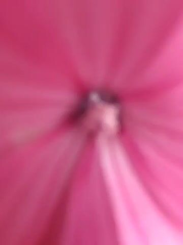 The video shows a close-up of a pink flower, which then zooms out to reveal a cluster of pink flowers and green foliage in a garden setting. The flowers are trumpet-shaped with delicate, crinkled petals and prominent stamens. Sunlight casts shadows on the petals and leaves. In the background, there is a wooden planter box, some other plants with orange flowers, and a rake leaning against a fence. The overall scene suggests a sunny day in a well-maintained garden.